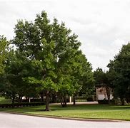 Image result for Red Oak Tree UK