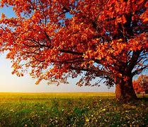 Image result for Japan Autumn Desktop Wallpaper