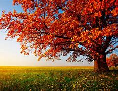 Image result for Fall Leaves Trees Background