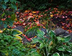 Image result for Fall Leaves and Flowers