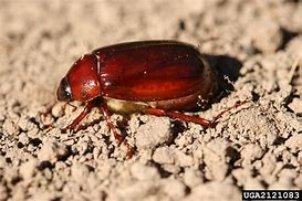 Image result for Black Beetles Insect