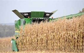 Image result for Combine Corn Harvest