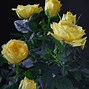 Image result for Yellow and Black Roses