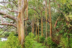 Image result for Eucalyptus Hedge Portugal