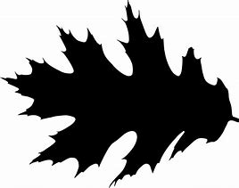 Image result for Transparent Oak Leaf Silhouette