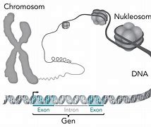 Image result for Sugar Bonds in DNA