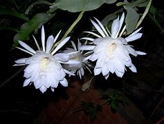 Image result for Kamal Flower in English