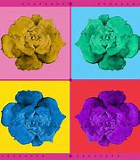 Image result for Rose Design for Font