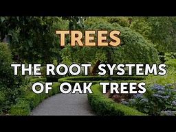 Image result for Oak Tree Root System