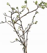 Image result for Tree Branch Line Art