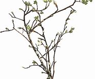 Image result for Vector Tree Branch Coloring