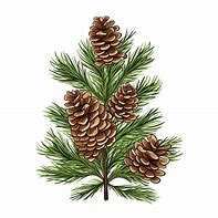 Image result for Pine Tree Leaves Vector