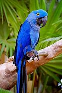 Image result for Blue Parrot