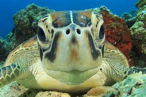 Image result for Baby Sea Turtles Top View