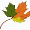 Image result for Maple Tree Sketch