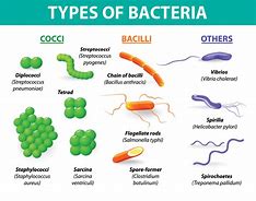 Image result for Bacteria List