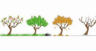 Image result for Four Seasons Tree Drawing