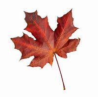 Image result for Red Maple Leaf Stickers