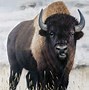 Image result for Paintings of Wild Animals