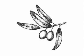 Image result for Symbol of Zeus Olive Branch