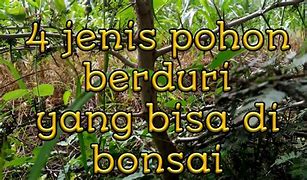 Image result for Pohon Berduri Di Tepi Rumah