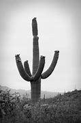 Image result for Black and White Photo Road Cactus