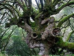 Image result for Touhout Wise Mystical Tree