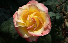 Image result for Soft Yellow Roses