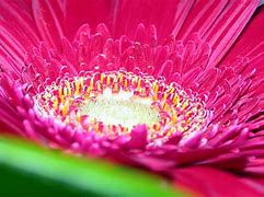 Image result for Bright Colored Flowers