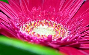 Image result for Bright Colored Flowers