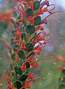 Image result for Adenanthos Quadrifidus