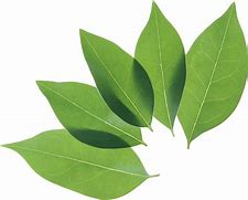 Image result for Leaf Pics No Background