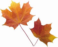 Image result for Autumn Leaf No Background