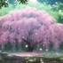 Image result for Cherry Blossom Tree Not Blooming