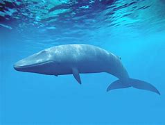 Image result for Adult Blue Whale