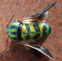 Image result for Lychee Shield Bug