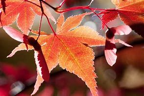 Image result for Maple Leaf Coloring