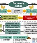 Image result for Photosynthesis and Plant Growth