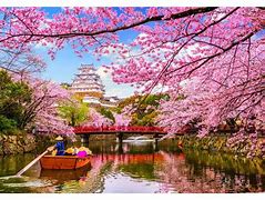 Image result for Cherry Blossom Name in Japan