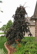 Image result for Weeping Beech