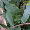 Image result for Winged Elm Tree Leaves