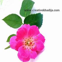 Image result for Free Flower Photography