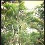 Image result for Chinese Fan Palm Plant Care