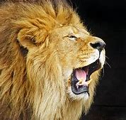 Image result for Lion and Lamb ClipArt