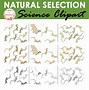 Image result for Natural Selection Clip Art