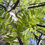 Image result for Green Ash