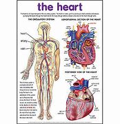 Image result for Heart Diagram Poster