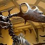 Image result for Megaloceros 3D Print