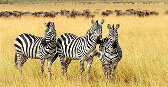 Image result for East African Safari