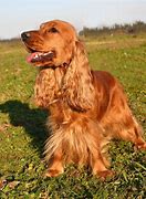 Image result for Mini English Cocker Spaniel Puppies